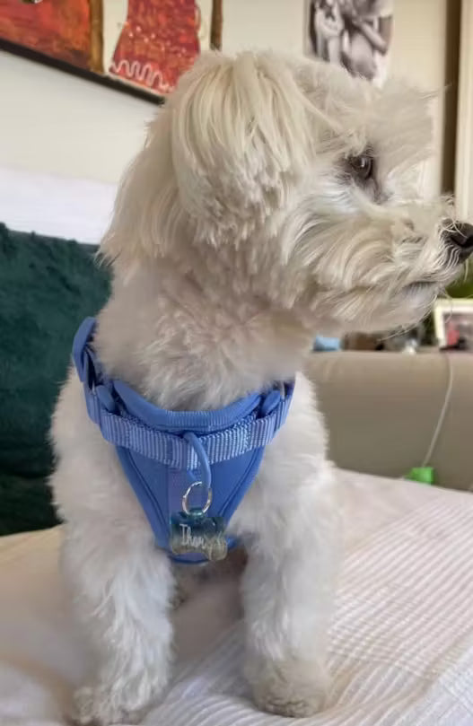 Sky Blue Comfort Harness