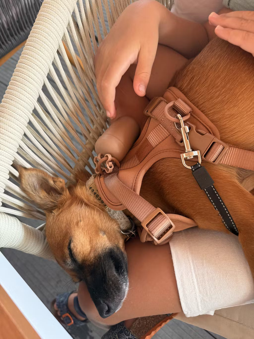 Brown-Combo 1(Harness, Leash and Poop bag)