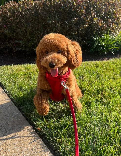 Red-Combo 1 (Harness, Leash and Poop bag)