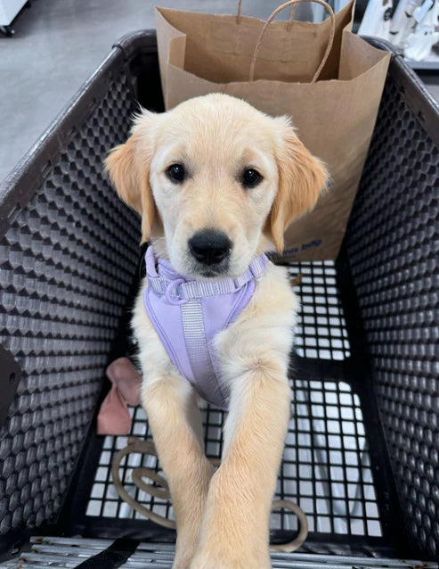 Purple-Combo 1 (Harness, Leash and Poop bag)