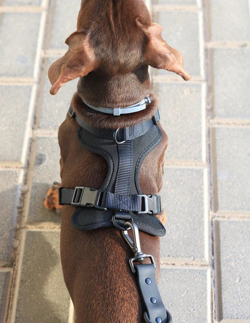 Black Comfort Harness