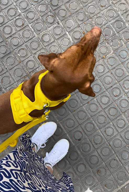 Yellow Comfort Harness