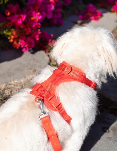Red-Combo 1 (Harness, Leash and Poop bag)