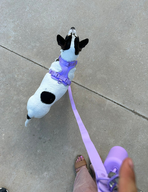 Purple Leash
