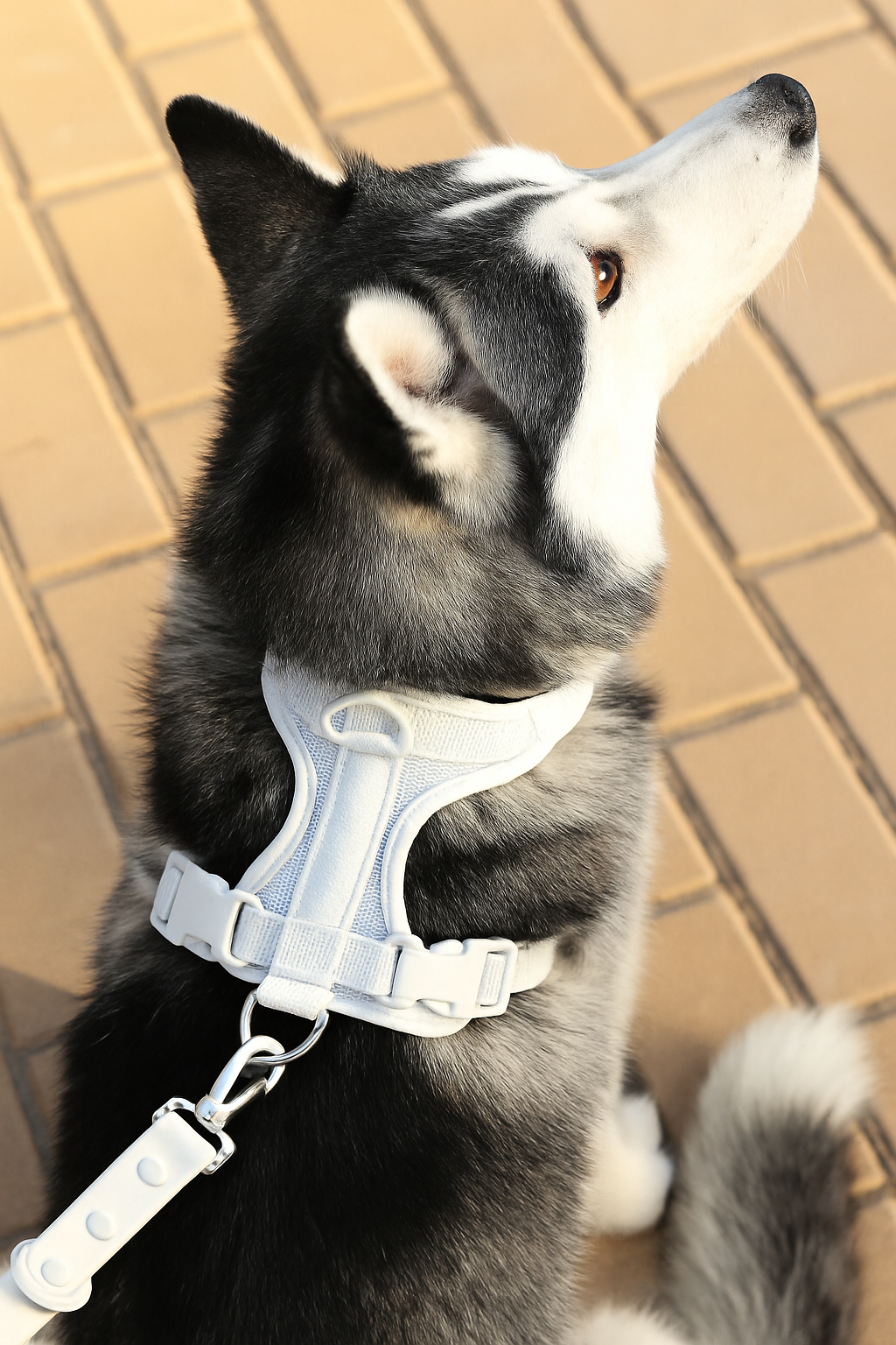 Grey Comfort Harness
