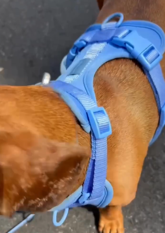 Sky Blue-Combo 1 (Harness, Leash and Poop bag)