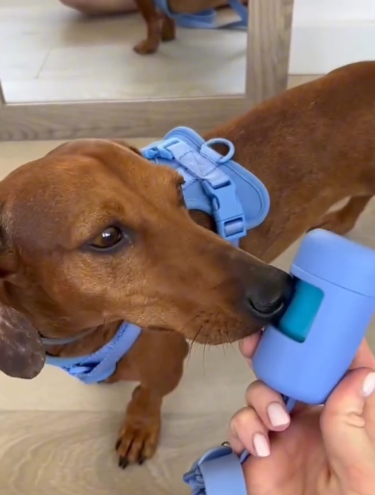 Sky Blue-Combo 1 (Harness, Leash and Poop bag)