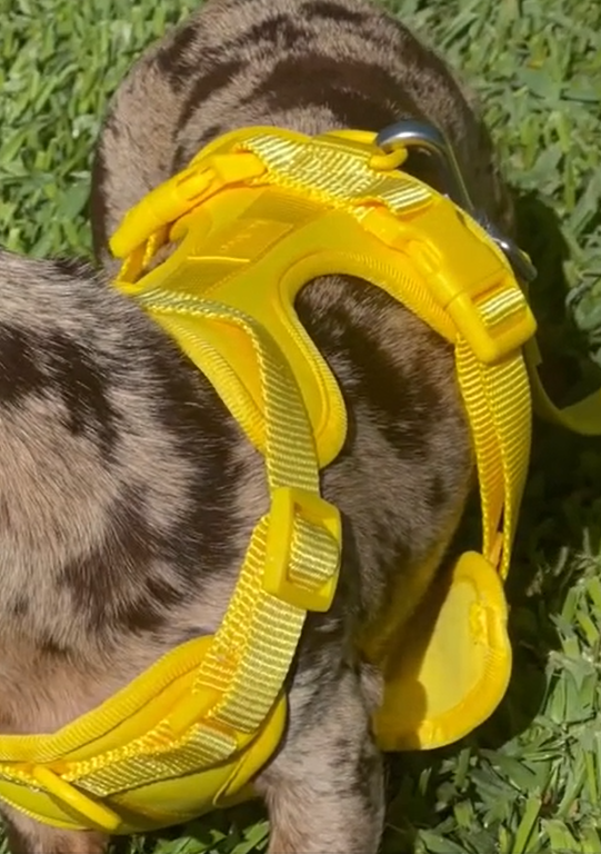Yellow-Combo 1 (Harness, Leash and Poop bag)