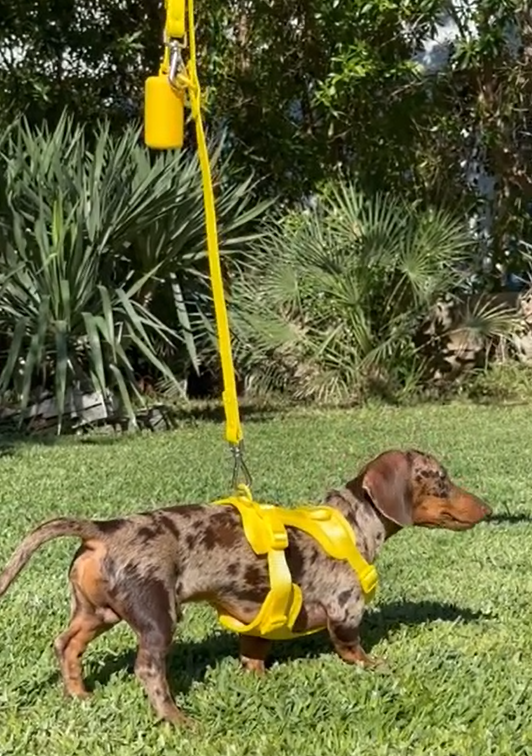 Yellow-Combo 1 (Harness, Leash and Poop bag)