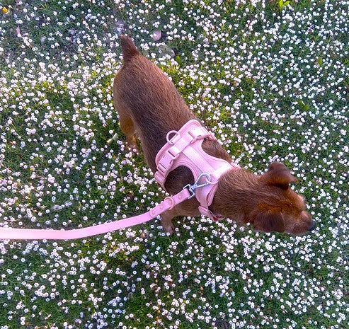 Pale Pink Comfort Harness